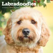 Labradoodles 2026 Wall Calendar