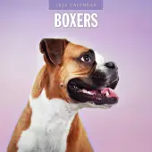 Boxers 2026 Wall Calendar