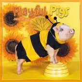 Pigs At Play 2026 Wall Calendar