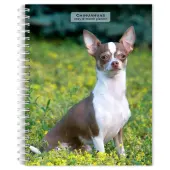 Chihuahuas 2025 Engagement Planner
