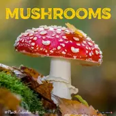 Mushroom Art 2025 Wall Calendar