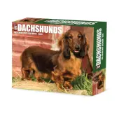 Just Dachshunds 2026 Desk Calendar