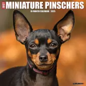 Just Miniature Pinschers 2025 Wall Calendar