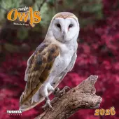Magic Owls 2026 Wall Calendar