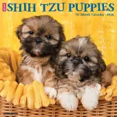 Just Shih Tzu Puppies 2026 Wall Calendar