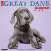 Great Dane Puppies 2026 Wall Calendar