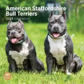 American Staffordshire Bull Terriers 2025 Wall Calendar