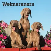 Weimaraners 2025 Wall Calendar