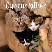 Curious Kittens 2025 Wall Calendar