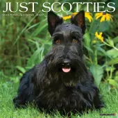 Just Scotties 2026 Wall Calendar