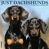 Just Dachshunds 2026 Wall Calendar