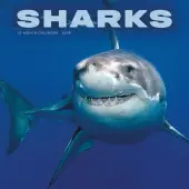 Shark Year 2026 Wall Calendar
