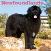 Newfoundlands 2026 Wall Calendar