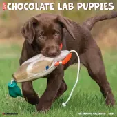 Just Chocolate Puppies 2026 Wall Calendar