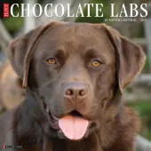 Just Chocolate Labs 2026 Wall Calendar