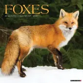 Foxes 2026 Wall Calendar