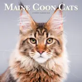 Maine Coon Cats 2026 Wall Calendar