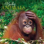 Baby Animals Special Value 2026 Wall Calendar