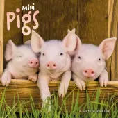 Miniature Pigs 2026 Wall Calendar