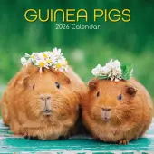 Guinea Pigs 2026 Wall Calendar