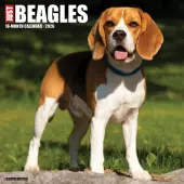 Just Beagles 2026 Wall Calendar