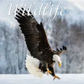 Wildlife Special Value 2025 Wall Calendar