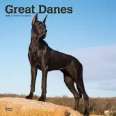 Great Danes 2025 Wall Calendar