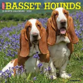 Just Basset Hounds 2026 Wall Calendar