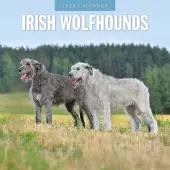 Irish Wolf Hounds 2026 Wall Calendar