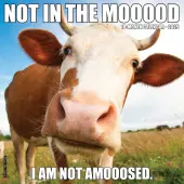 Not In The Mooood 2025 Wall Calendar