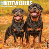 Just Rottweilers 2026 Wall Calendar