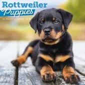 Just Rottweiler Puppies 2026 Wall Calendar
