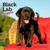 Black Lab Puppies 2026 Mini Wall Calendar