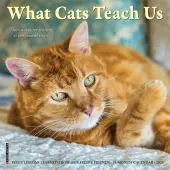 Cats What Cats Teach Us 2026 Mini Wall Calendar