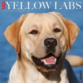 Just Yellow Labs 2025 Wall Calendar