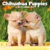 Chihuahua Puppies 2026 Mini Wall Calendar