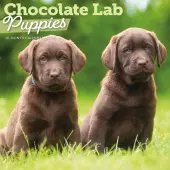Chocolate Lab Retriever Puppies 2026 Wall Calendar