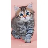 Kitten Cuddles 2026 2-Year Pocket Planner