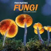 Fascinating Fungi 2026 Wall Calendar