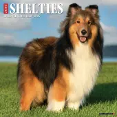 Just Shelties 2026 Wall Calendar