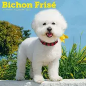 Bichon Frise 2026 Wall Calendar