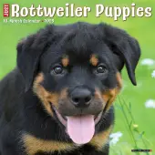 Just Rottweiler Puppies 2025 Wall Calendar