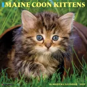 Maine Coon Kittens 2025 Wall Calendar