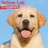 Just Yellow Lab Puppies 2026 Wall Calendar