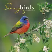 Songbirds Special Value 2026 Wall Calendar