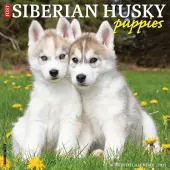 Just Siberian Husky Puppies 2025 Wall Calendar