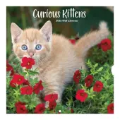 Curious Kittens Photo 2026 Mini Wall Calendar