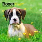Boxer Puppies 2025 Mini Wall Calendar