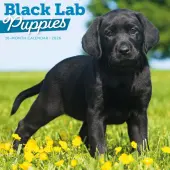 Black Lab Retriever Puppies 2026 Wall Calendar