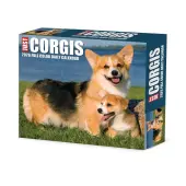 Just Corgis 2026 Desk Calendar